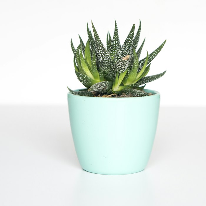 Plants & gardening